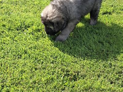 IKC Registered Caucasian Shepherd Dog